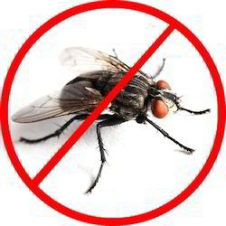 Flies