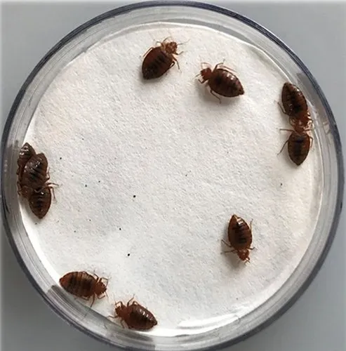 Bed Bugs