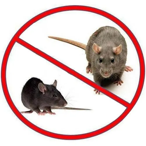Rats