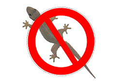 Lizards